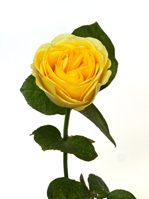 Gelbe Buttercup Gartenrosen Strauss – Pure Bloom Luzern Zug Nidwalden liefern