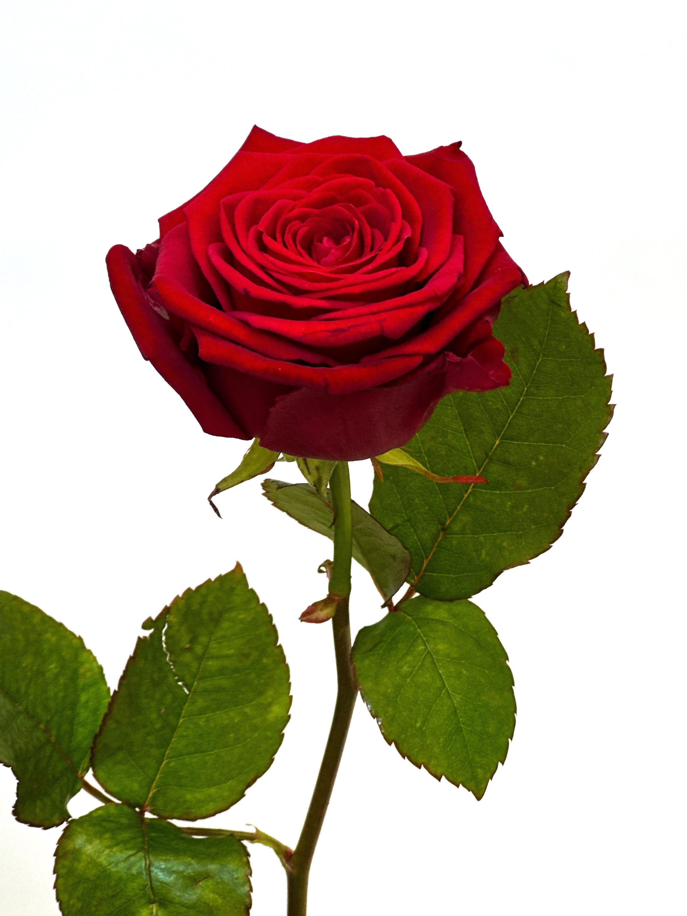 Rosenstrauss Premium 50 Stiele rot kaufen Liferung nach Hause Pure Bloom Luzern Zug Nidwalden