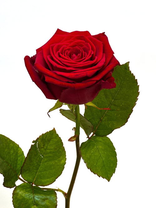 Rosenstrauss Premium 50 Stiele rot kaufen Liferung nach Hause Pure Bloom Luzern Zug Nidwalden