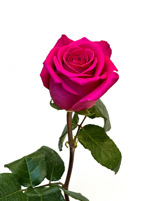 Pinker Rosenstrauss romantische Geschenk für Freundin – Pure Bloom Luzern Zug Nidwalden