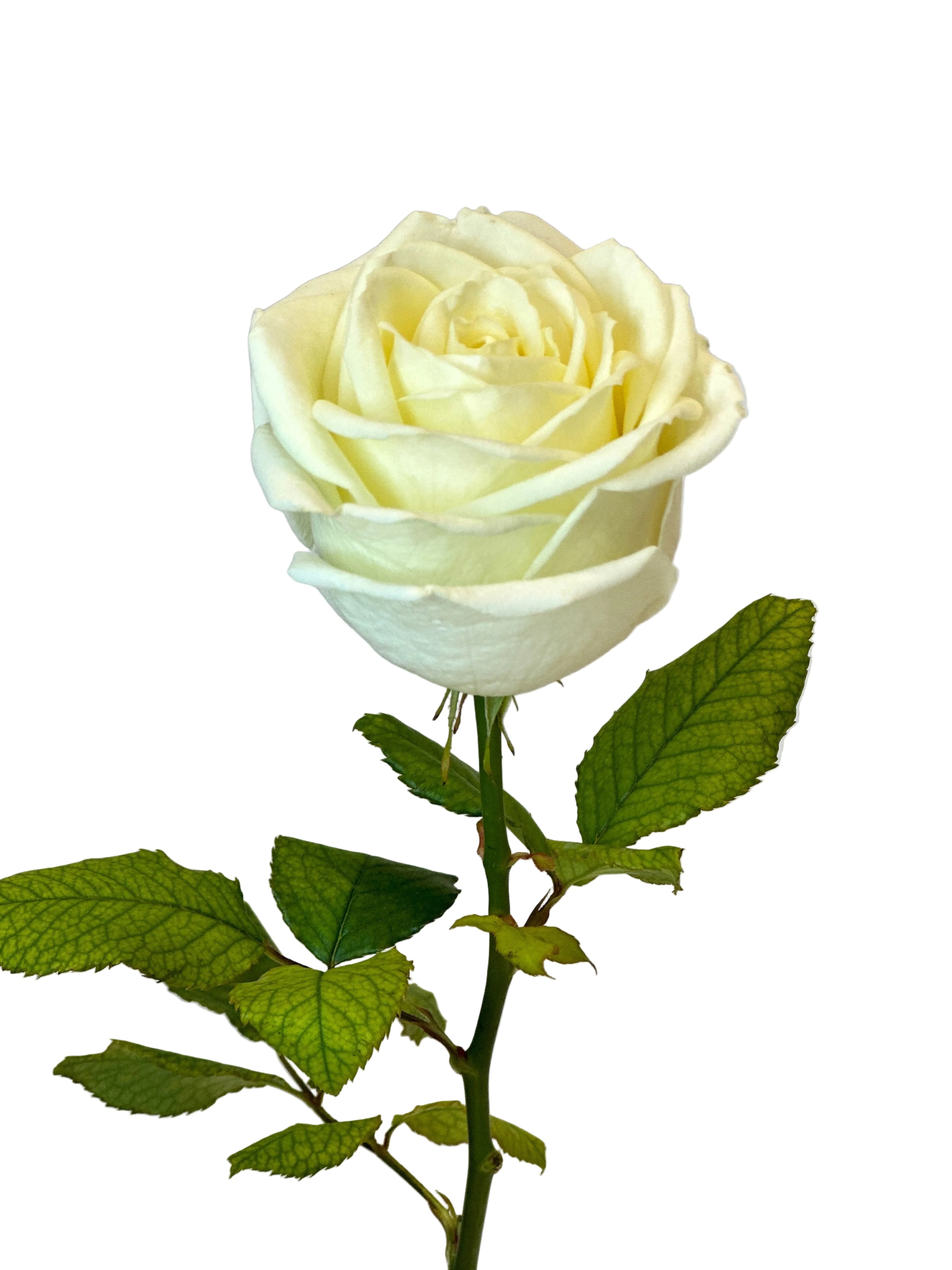 Weisser Rosenstrauss 60 cm Stiellänge frisch geliefert nach Hause oder Büro Pure Bloom Luzern Zug Nidwalden 