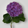Hortensie
