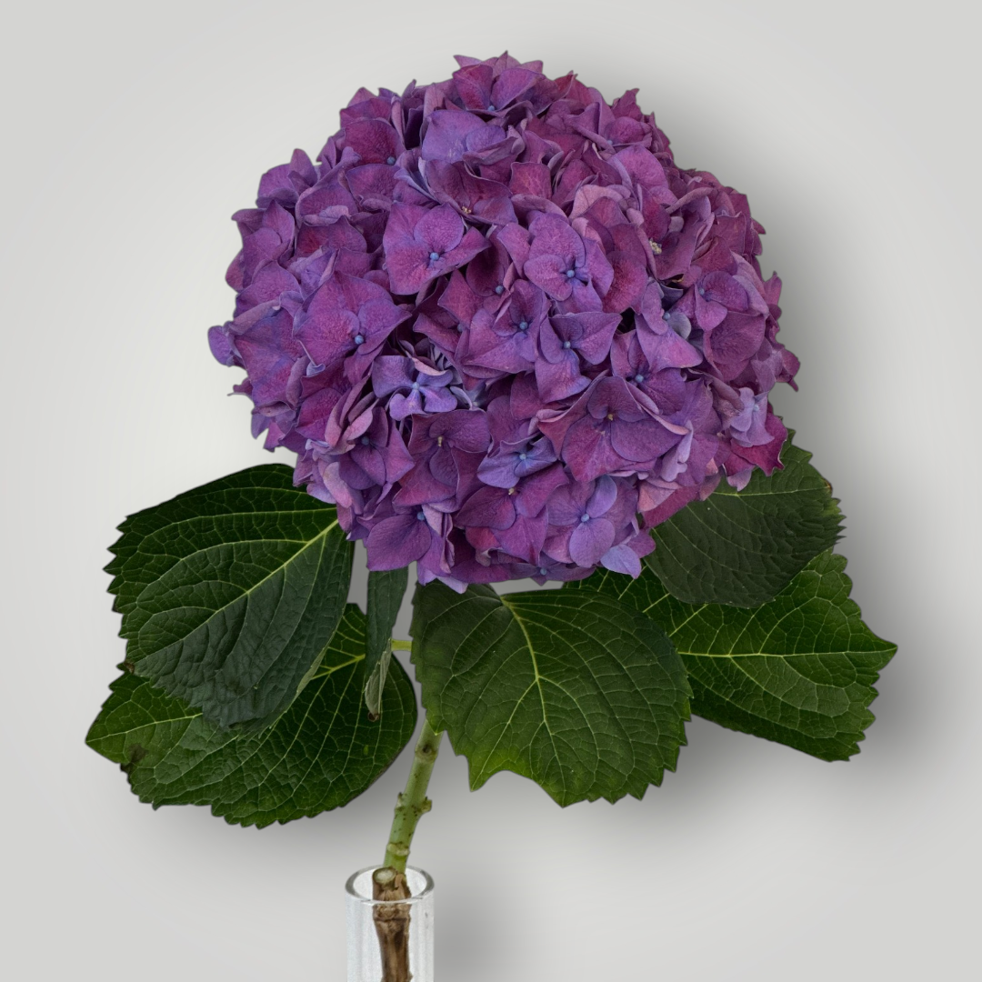 Hortensie