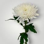 Chrysanthemen