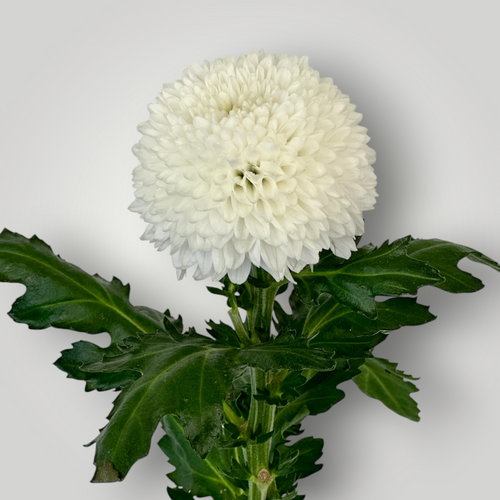 Chrysanthemen