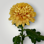Chrysanthemen