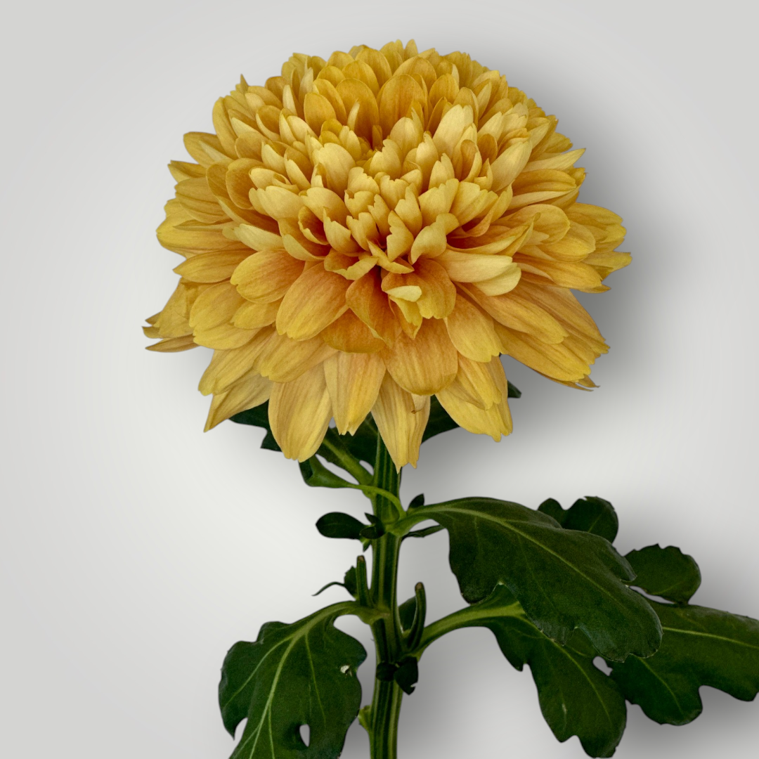 Chrysanthemen