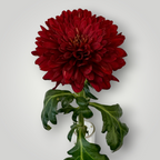 Chrysanthemen