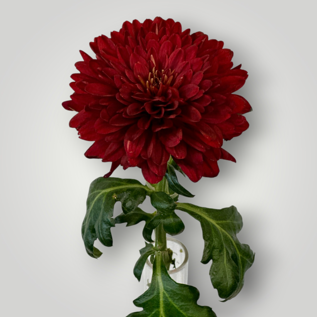 Chrysanthemen