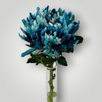 Chrysanthemen