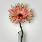 Gerbera