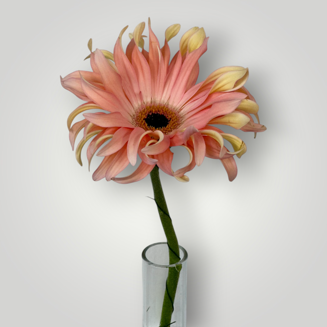 Gerbera