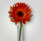 Gerbera