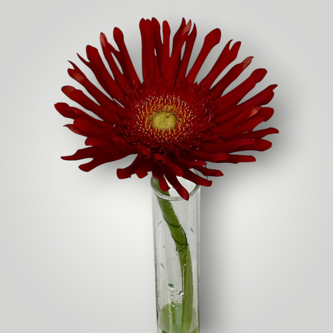 Gerbera