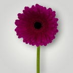 Gerbera