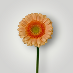 Gerbera