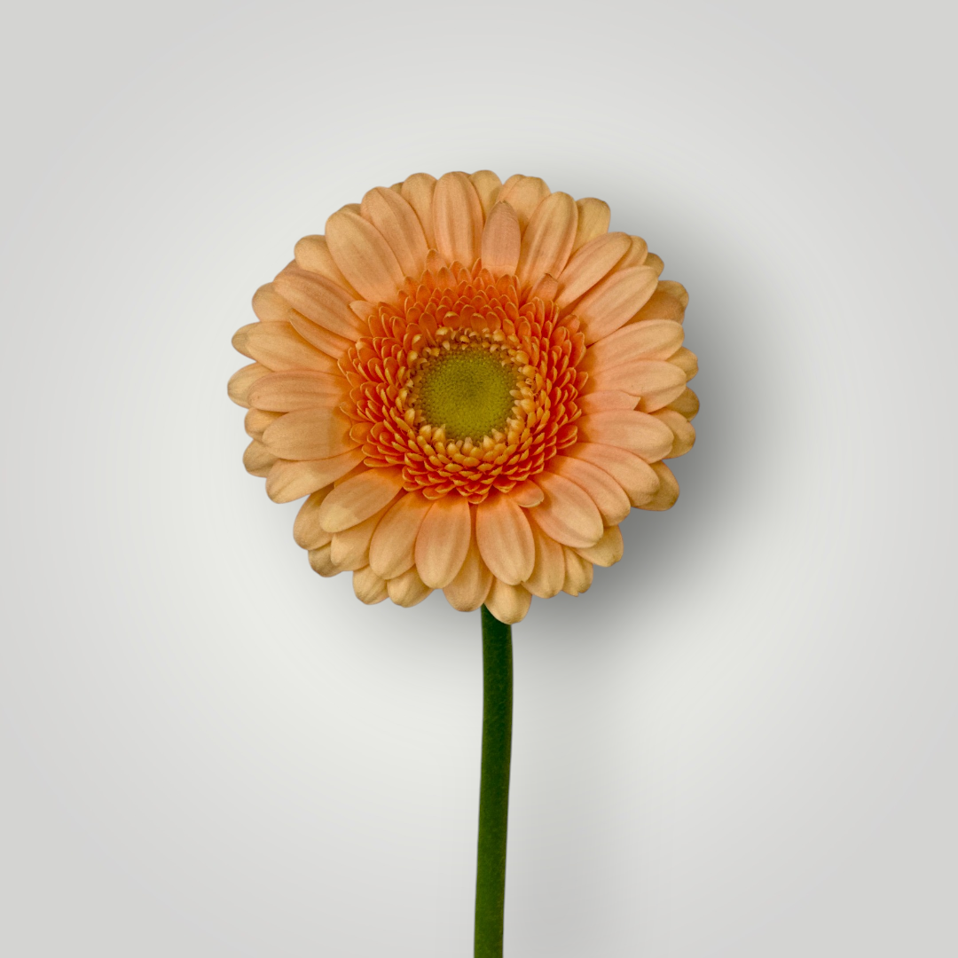 Gerbera