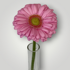 Gerbera