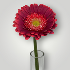 Gerbera
