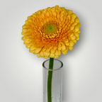 Gerbera