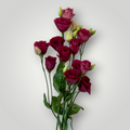 Lisianthus