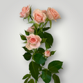 Spray Rose