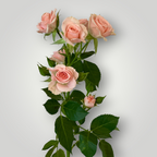 Spray Rose