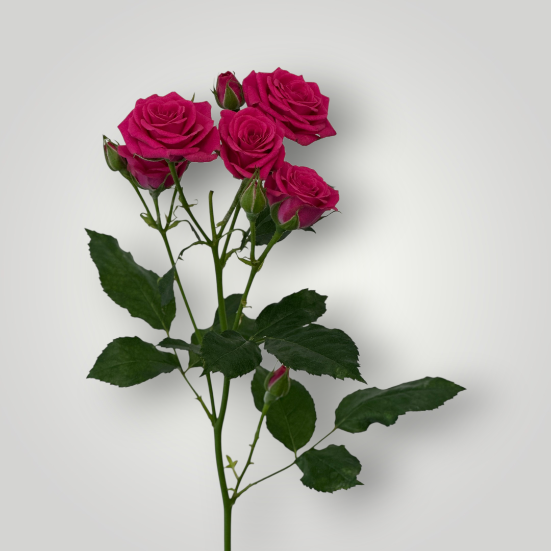 Spray Rose