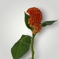 Cellosia