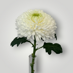 Chrysanthemen