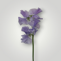 Lathyrus
