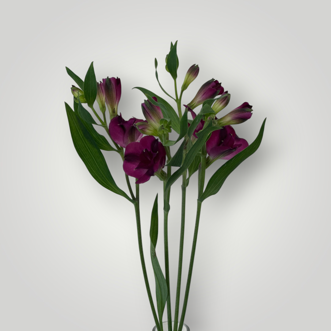 Alstroemeria